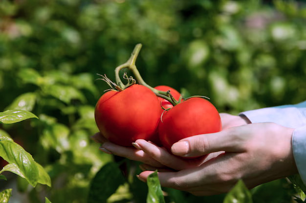 Tamatar ki kheti