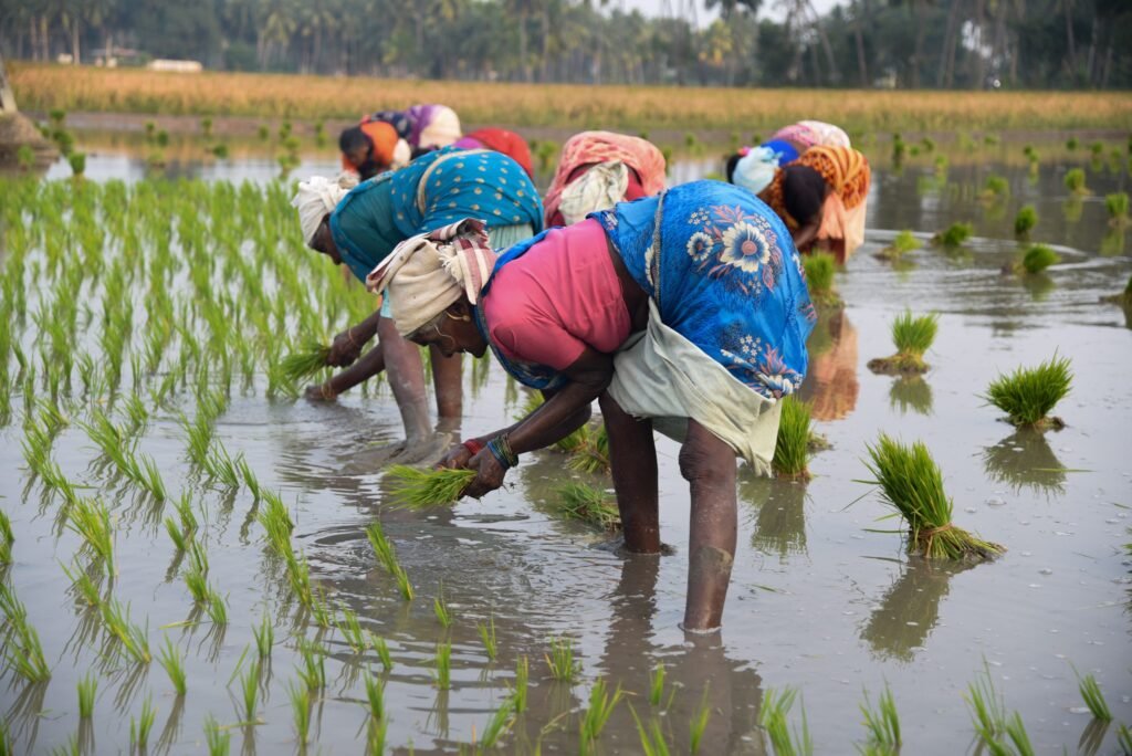 farming rice in village side