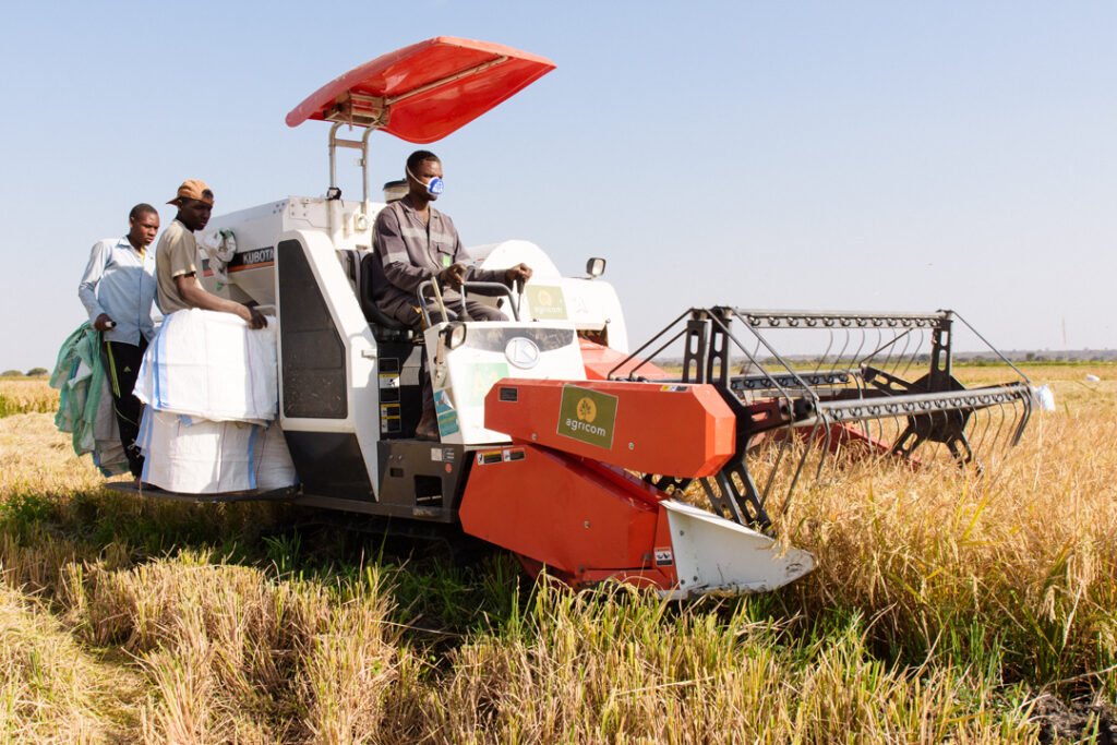 harvesting rice