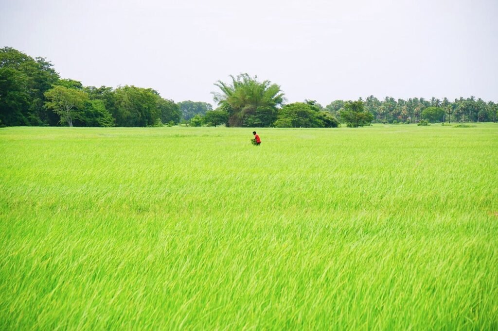 धान चावल की खेती करने के लिए अपनाएं इन किस्मों को 1 1